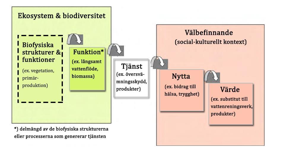 Från biologisk mångfald till