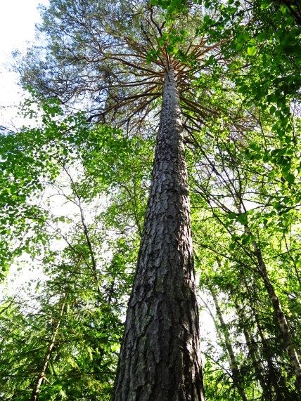 RÖNN Det här är ett ungt exemplar av en rönn som får vackert klarröda blad på hösten. Älgen tycker om rönn och därför är det ovanligt att se äldre rönnar i skogen. 4.