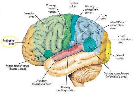 Hjärnans