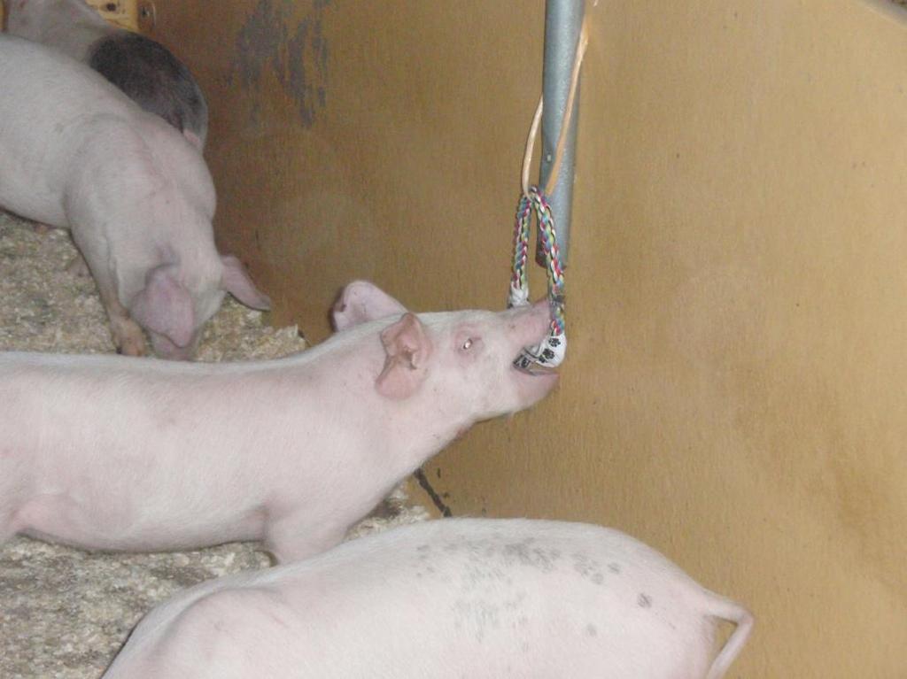 HOW STIMULI BY TOYS AFFECT PIGS GROWTH, HEALTH AND WELFARE Carin Södergren Examensarbete i biologi 5