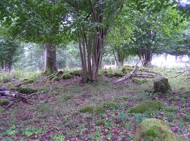 Bland funna arter i lundområdet kan nämnas storrams, hässlebrodd och stinksyska, bland svampar för miljön typiska arter som svavelgul slöjskivling, glanshätta, stinksvamp, kantarellmussling och