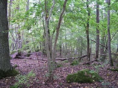 Fig 12. Asp-hassellund vid Karlberg. 10. Norrtälje kommun, Ununge sn, Ränka vid skjutbanan 647677-1656305 Inventerad 22.9.