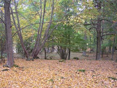 Jordarten är en mörkbrun, mer eller mindre lerhaltig mull på stenig morän. Hasseln har normalt en basdiameter kring 0,3 0,8 meter, medan de större buskarna når över en meter kring basen.