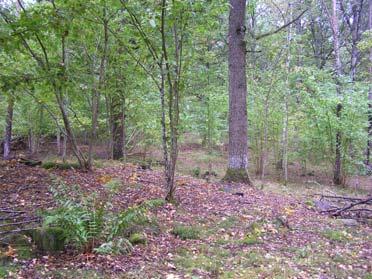 Fig 34. Restaurerad ekhage med trampade hasseljordar. 59. Mjölby kommun, Hogstads sn, Stora Ljuna 6465330-1453640 Inventerad 9.9. 2009 Fynd av tryfflar Värde: 3 Intill motorvägen ligger en lövlund med grov hassel.