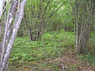 82. Mörbylånga kommun, Gårdby sn, 1300 m NV om Ullevi 6277496 1548962 Inventerad 18.9.2007 Inga tryfflar Värde: 1 Området utgörs av ett delvis uppröjt hässle med hagtorn kvarstående i de öppna luckorna.