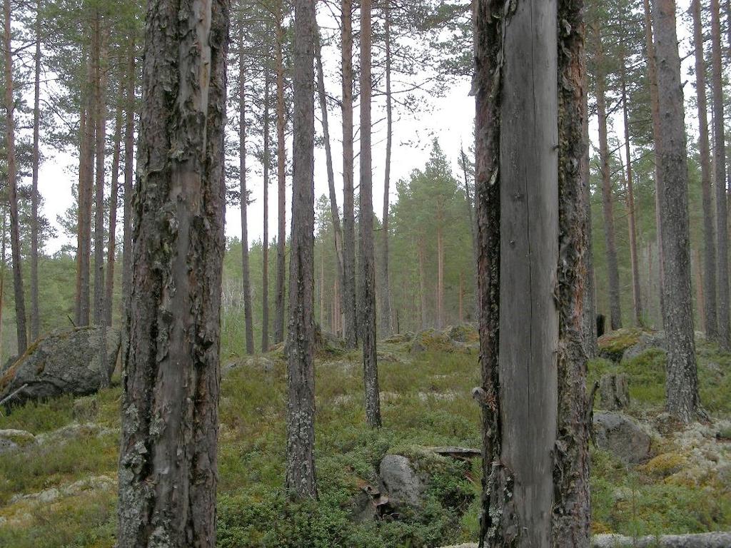6 / 9 Bevarandemål Skötselområdet ska bestå av urskogsartad talldominerad barrskog.