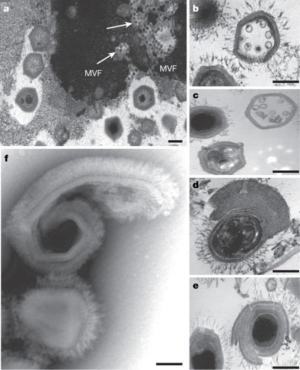 Virophage = virusets fag!