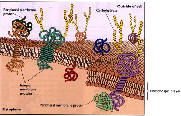 (växt) Chlorellavirus (alg) CELLMEMRAN OCH RECEPTORER Hundens parvovirus