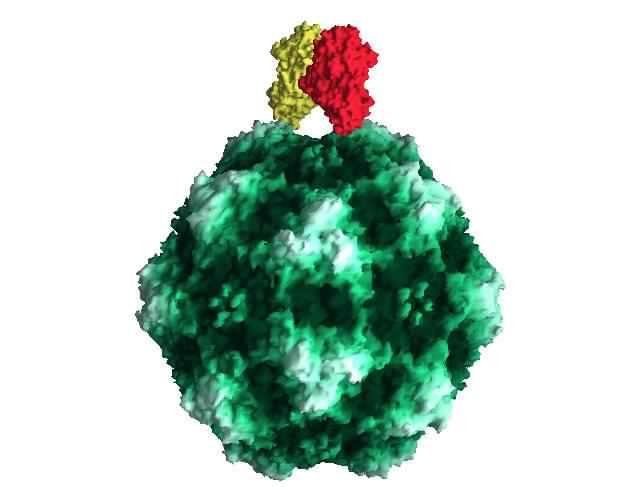 Exempel av cellreceptorer: Integrin, heparinsulfat, sialsyra, CD21, CD4, CCR5, globosid,