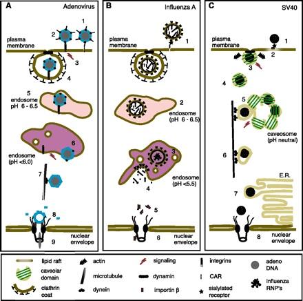 PENETRATION Smith, Helenius: Virus entry Science 2004 TRANSPORT AV VIRUS INUTI CELLEN Transport av virus till cellkärnan och DNA-genomets