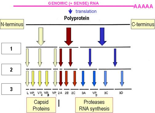 RNA-virus Oftast ett relativt litet genom,