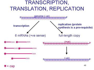 -ssrna: Paramyxovirus! Replikation:! -ssrna > +ssrna > -ssrna!! Transkription:! -ssrna > 6 mrna! Virusgenetik Virus förökar sig mycket snabbt Bra exempel på evolution!