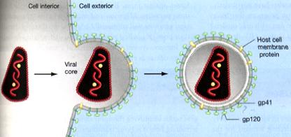 Golgi: - Glykosylationen slutförs - Transportvesikler för proteinen till cellmembranen 5-6. MOGNAD OCH FRIGÖRELSE!