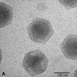 VIRUS STRUKTUR (MORFOLOGIA) EM (1950): Ytstrukturen är inte jämn utan består av