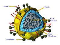 Hölje (vaippa, envelope) Matrix-protein Virion: infektionsdugligt färdigt virus