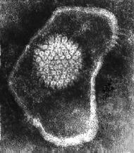 Papillomvirus Enterovirus