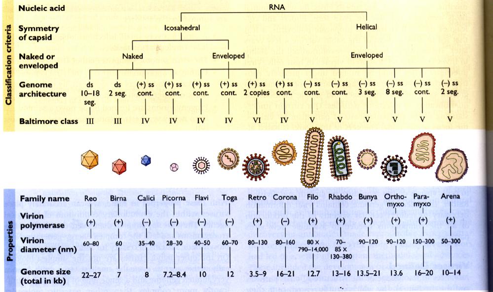 RNA-VIRUS Exempel: Rota IBDV Noro polio Sapo rino HAV entero dengue rubella