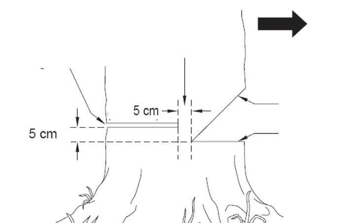 Fældningssnit (fig. 20) 1. Lav fældningssnittet fem centimeter højere end det laveste indsnit og på den anden side af træet. Hold fældningssnittet parallelt med laveste indsnit. 2. Skær mod indsnittet.