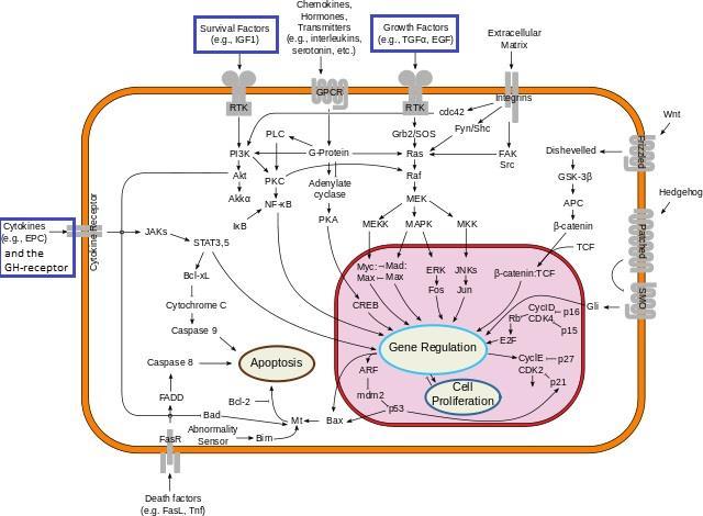 Figur 2: Generella signalvägar för GHR och IGF-I. Modifierad efter figuren Signal transduction pathways av cybertory under licensen (CC BY-SA 3.0).