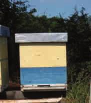пчеларење КОРИШћЕњЕ ПОЛУНАСТАВАКА У ТЕХНОЛОГИЈИ ПЧЕЛАРЕњА ЛР КОШНИцАМА Структура пчелара у Србији, према броју пчелињих друштава је: пчелињак до 20 кошница поседује око 60% пчелара, од 20 до 50
