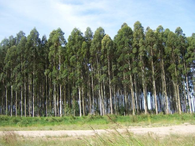 Еукалиптус Eucalyptus претставува род на брзорастечки дрвја со потекло од Австралија, кој се користи од поодамна во Европа за производство на пулпа и хартија.