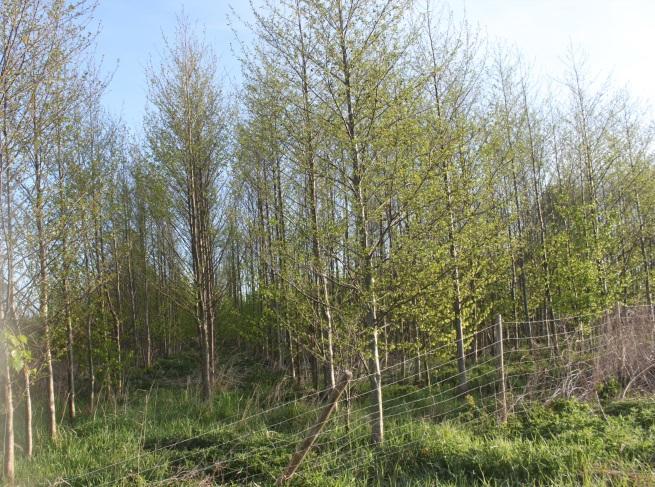Бреза Брезата спаѓа во родот (Alnus) и како цветно дрво, припаѓа на фамилијата Betulaceae. Овој род се состои од околу 30 видови на хермафродитни дрвја и грмушки.