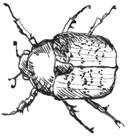 bevarande