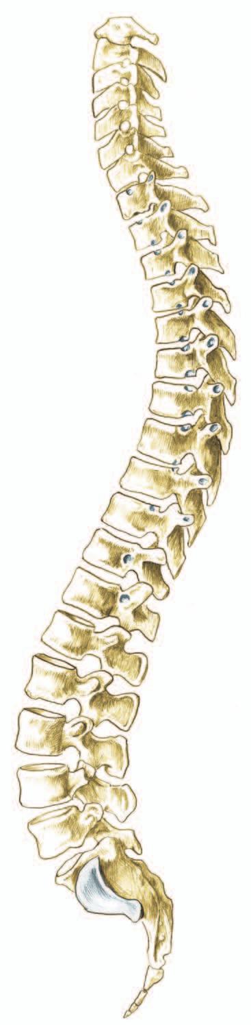 COLUMNA VERTEBRALIS Columna vertebralis Columna vertebralis bildas av till kotor staplade på varandra.