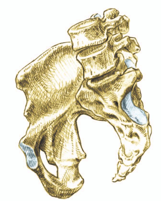 Os coxa: Os ilium, Os ischii, Os pubis.