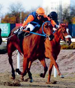 14. Dorcia JOCKEYKLUBBEN PRESENTERAR 14. DORCIA Ägare: Stall Q C Uppfödare: Qatar Bloodstock Tränare: Lennart Reuterskiöld jr Ryttare: Carlos Lopez Resultat: 6 st: 1-3-0 Intjänat totalt: 382.