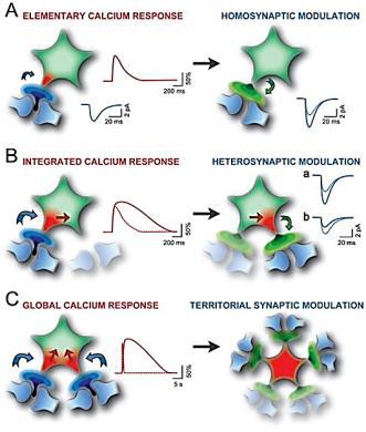 Synaptic Modulatory Actions of Gliotransmitters Low levels of synaptic activity (blue arrow, left) evoke rapid, spatially restricted Ca2+ elevations at an astrocytic process (red trace) resulting in
