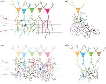 The change in synaptic efficacy due to gliotransmitter-mediated regulation of the probability of release is illustrated as an increase in the mean amplitude of excitatory postsynaptic events (dashed
