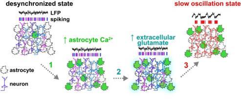 Neuron 2014 Ca2+ elevations evoked at an astrocytic process by an intense activity of an individual synapse diffuse to a nearby process (red arrow) to trigger gliotransmitter release that affects