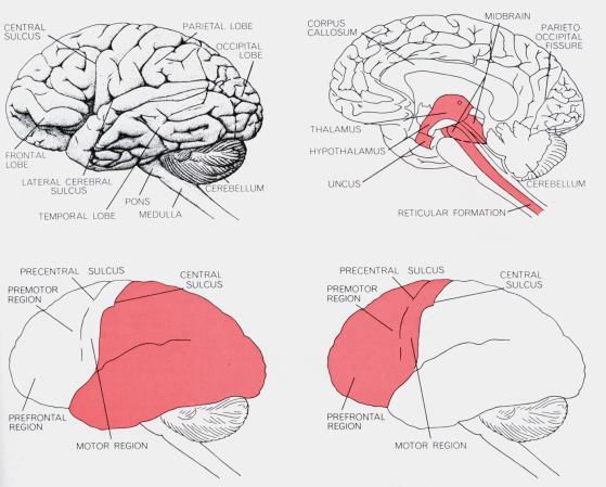 Luria s Theory of Higher Cortical Functions The higher psychological processes represent complex functional systems They are