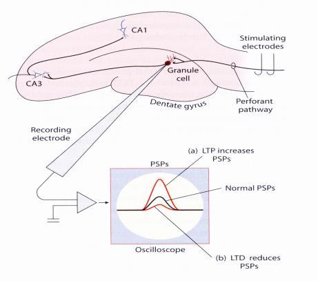 Long-Term Potentiation (LTP) D.O.