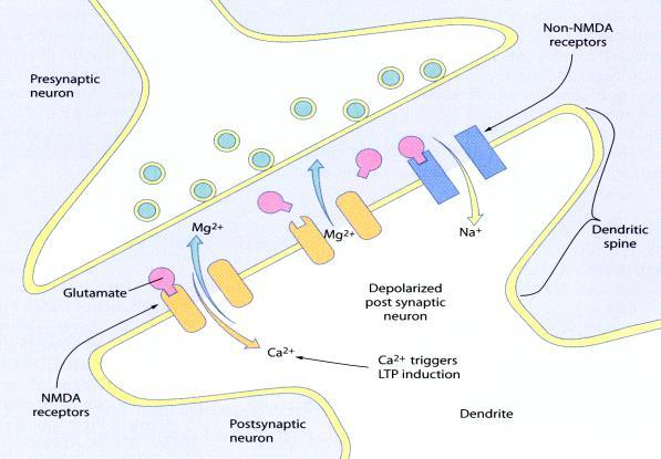 PLACTICITY AND MEMORY HYPOTHESIS