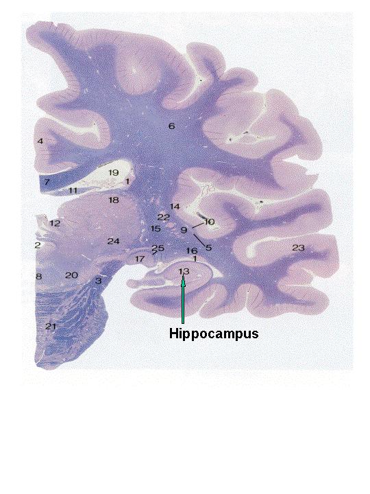 induced at appropriate synapses during memory