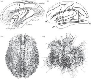 Maps of structural brain connectivity from nineteenth century cerebral cartography and present day connectomics From regions to connections and networks: new bridges between brain and behavior (a)