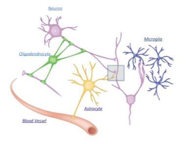 Astrocytes are the most plentiful of these glial cells and have unique physical attributes: They contract blood vessels as well as neuronal synapses at a structure called the tripartite synapse.