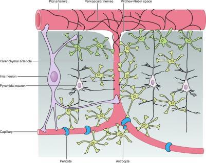 relay neuronal activity to the vasculature to control blood flow. Philip G. Haydon, Cerebrum, October 2016 2013 by American Physiological Society Jessica A. Filosa, and Jennifer A.