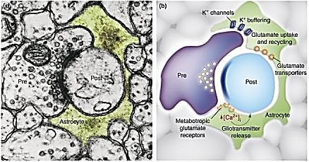 (Post) terminal enwrapped by the astrocytic process (green) forming the tripartite synapse.