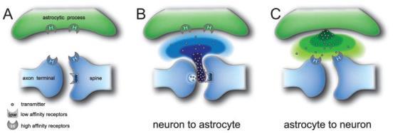 uptake of the synaptic transmitter glutamate by the activity of plasma-membrane glutamate transporters.