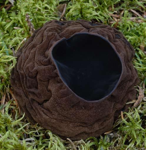 Inventering av bombmurkla, Sarcosoma globosum, i Uppsala län 2007 L Ä N S S T Y R E L S E N