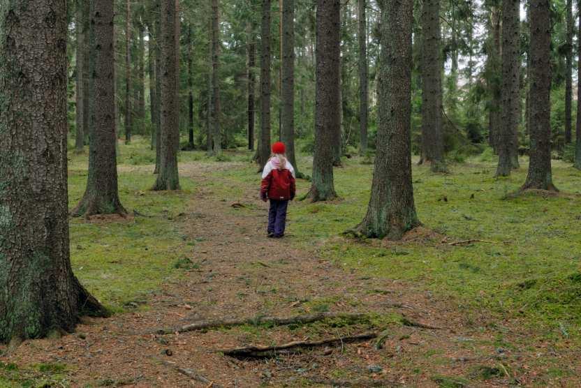 Bild 5. På denna bombmurklerika lokal, som ligger intill en campingplats, hålls mossmattorna tillbaka genom tramp av människor. Sånka.