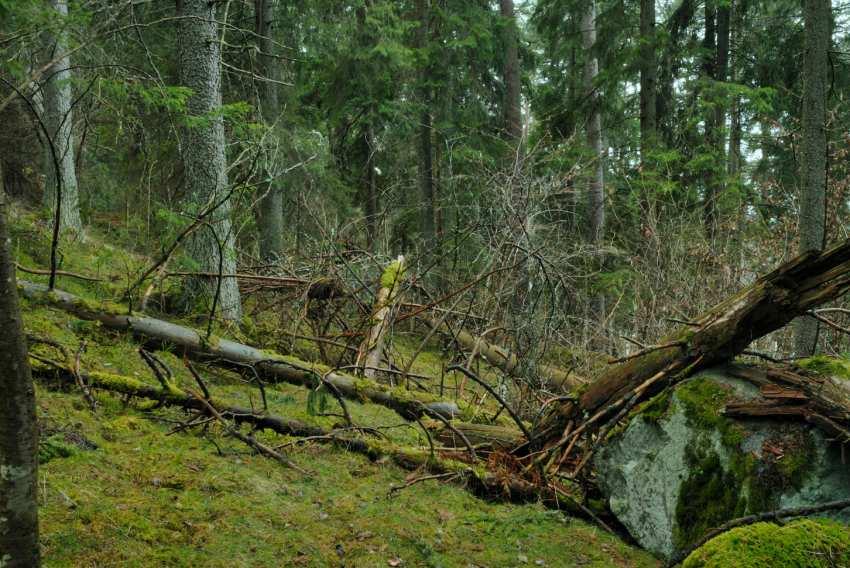 Mossmattor växer till och granar som dör ersätts ganska ofta av lövträd. Observera lövslyet som växer upp bakom stenblocket.