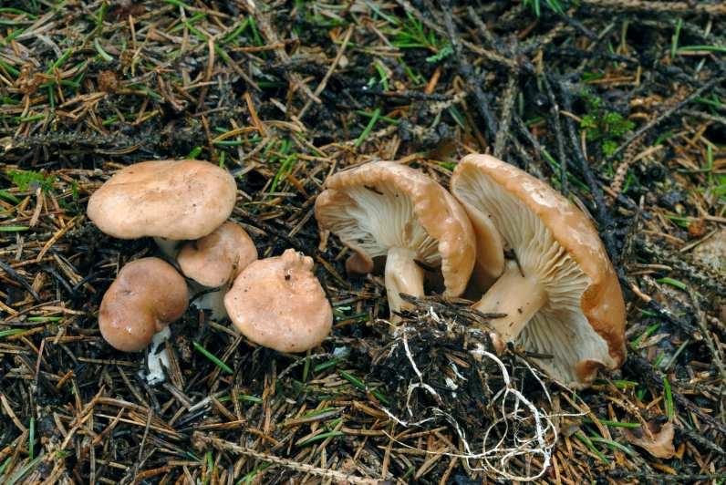 Växtplatser för bombmurklan kan ibland vara mycket små. Ett granskogsparti, med en diameter på 10-20 m, i en för övrigt talldominerad skog, kan räcka för att hysa bombmurklor.
