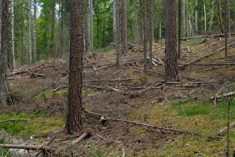 Några exempel är naturreservaten Härjarö (nr. 3-5), Ekillaåsen (nr. 35), Hårsbäcksdalen (nr. 52) och Kungshamn-Morga (nr. 81). Bild 8.