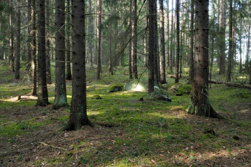 Status: Naturreservat. Enligt skogsbruksplanen från 1995 (som gäller för reservatet) är skötselmålet en grov skog av varierande trädslag och slutenhet.