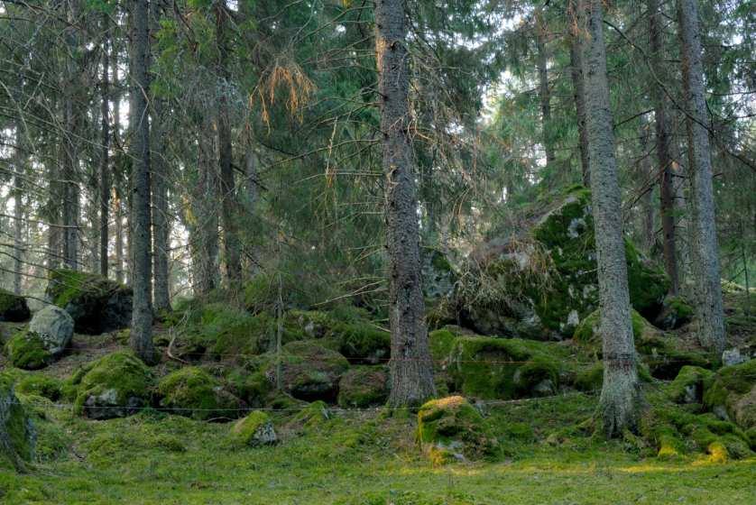 Bild 11. Betespräglad barrskog. Bombmurklorna växer här bland stenblocken, på moränryggens högsta punkt. Karkesta SV. Foto: 30 mars 2007, G. Aronsson. 14.