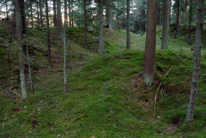 Bild 14. Bombmurklan växer ibland på tidigare helt öppen mark. Här växer de nere i en gammal grusgrop. Träden i gropen är 65 år gamla. Norra Skenstaåsen. Foto: 28 mars 2007, G. Aronsson. 24.